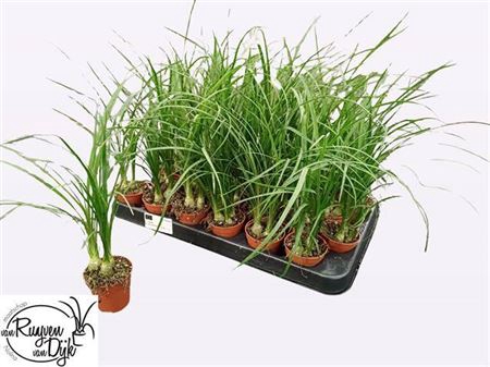 <h4>Beaucarnea Recur</h4>