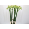 Ornithogalum Saundersiae