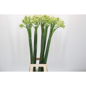 Ornithogalum Saundersiae
