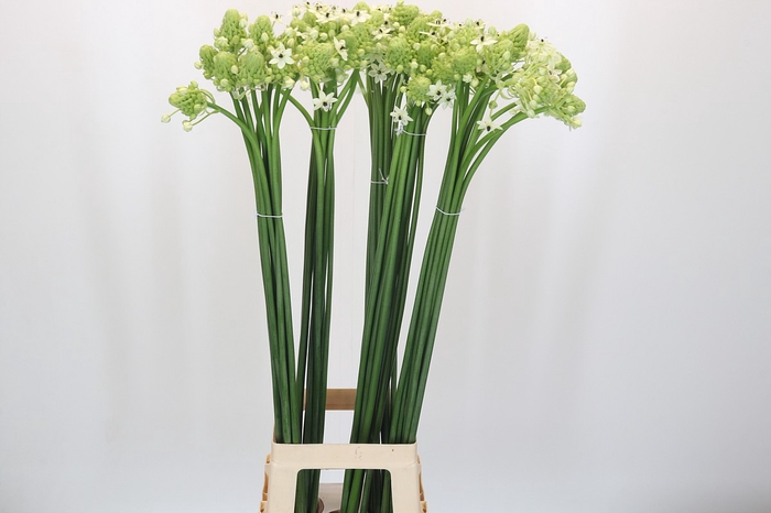 <h4>Ornithogalum Saundersiae</h4>
