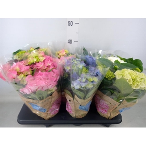 Hydrangea mac.   ...mix