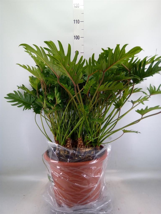 <h4>Philodendron xanadu</h4>