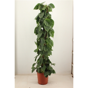 philodendron scandens 150cm