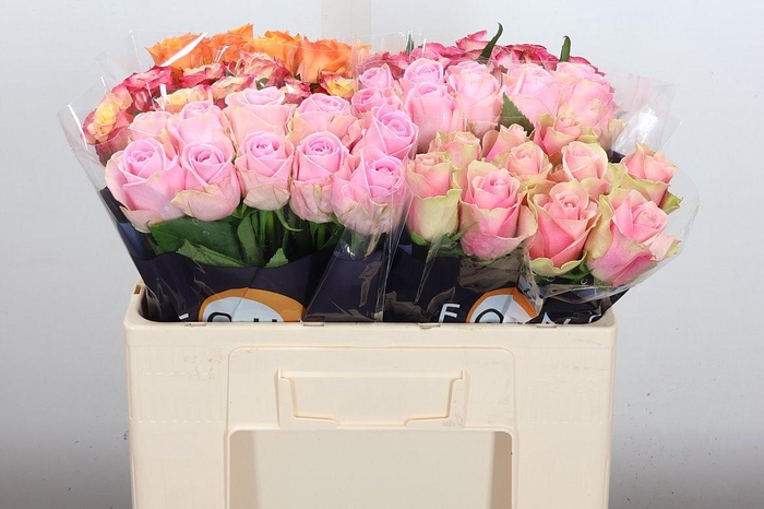 <h4>R Gr Gem In Fust</h4>