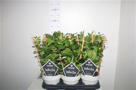 <h4>Mande Sun White Without Flowers</h4>