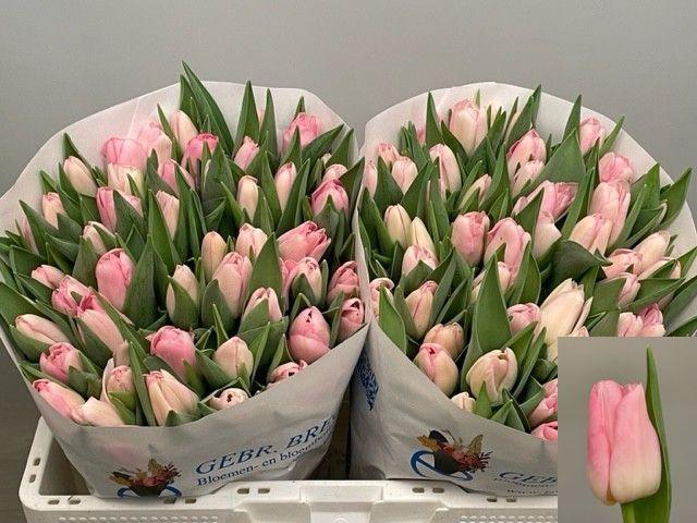 <h4>TU EN DYNASTY</h4>