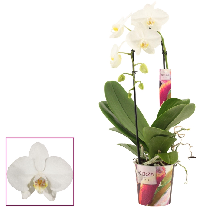 <h4>Phalaenopsis cascade 1 tak wit (Scenza)</h4>