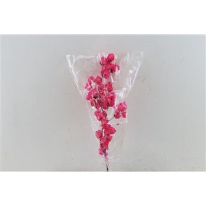 Dried Bougainvillea X5 55cm Cerise Bunch