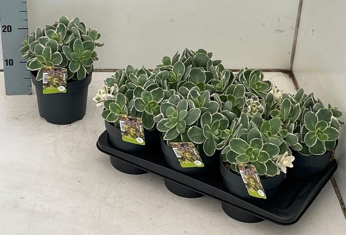 Sedum Te Vie En Rose