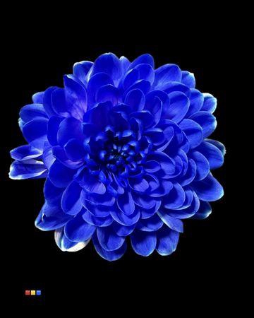 <h4>Chr T Altaj Blue</h4>