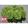 Hydrangea cannonball classic