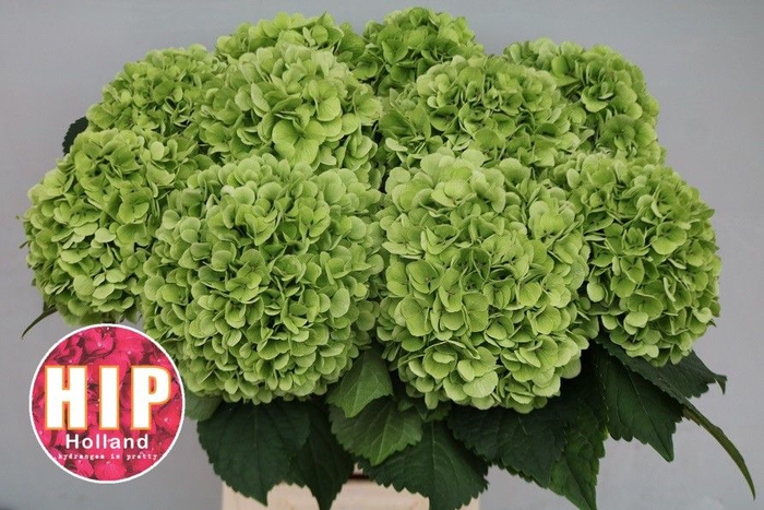 <h4>Hydrangea cannonball classic</h4>