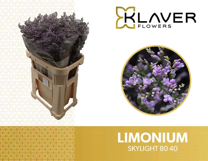 <h4>Lim Ov Skylight</h4>