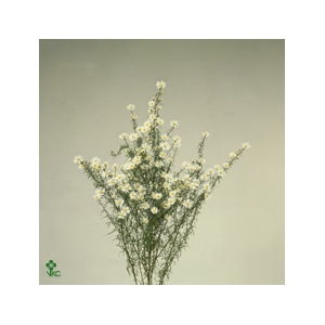 Aster U Monte Cassino