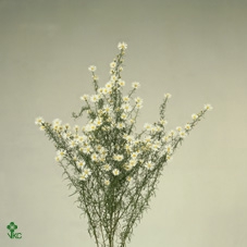 Aster Monte Cassino Mazzi