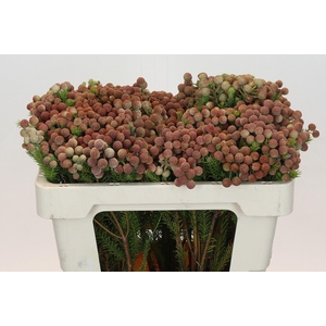 Kaaps Groen Palaecea