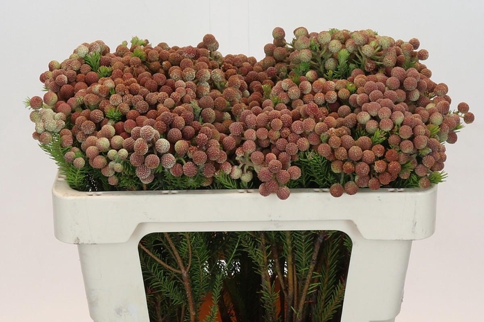 <h4>Kaaps Groen Palaecea</h4>