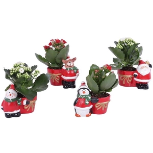 Kalanchoe mix 6 cm in kerstmix planter