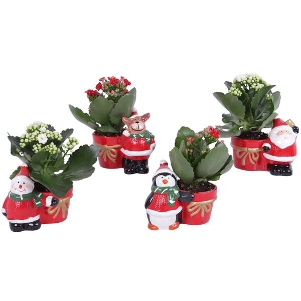 <h4>Kalanchoe mix 6 cm in kerstmix planter</h4>