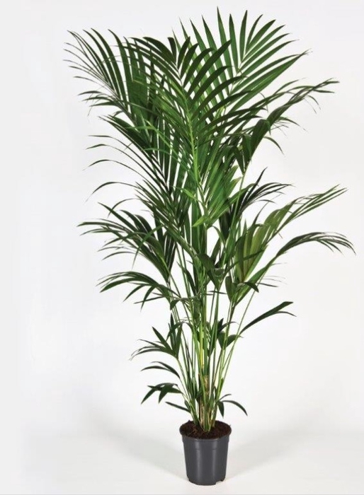 <h4>Howea forsteriana 220cm (Kentia)</h4>