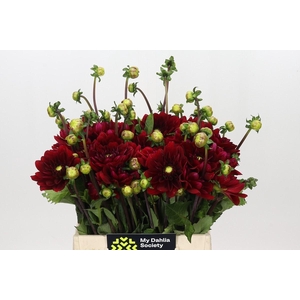 Dahlia Red Runner