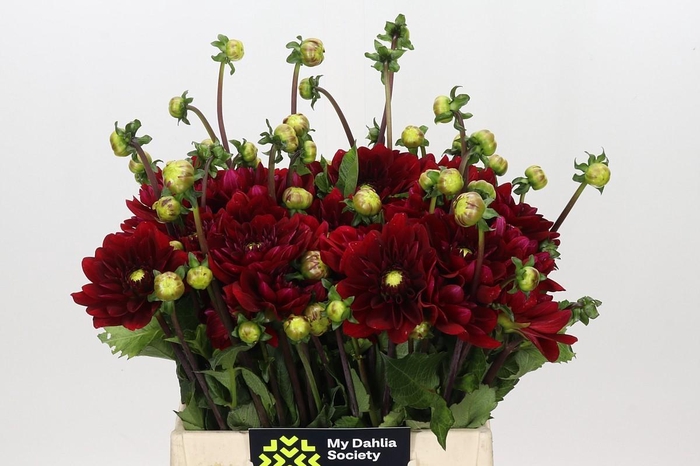 <h4>Dahlia Red Runner</h4>