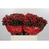 Hypericum True Romance