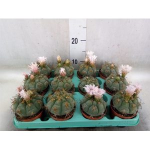 Gymnocalycium mihanov.   ...