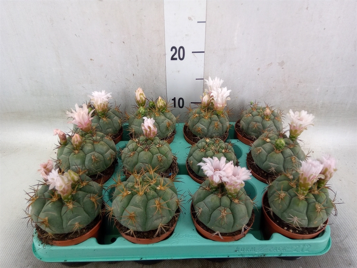 <h4>Gymnocalycium mihanov.   ...</h4>