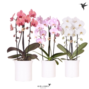Kolibri Orchids Phalaenopsis Cascade Niagara Fall mix 2 spike in Furrow pot white