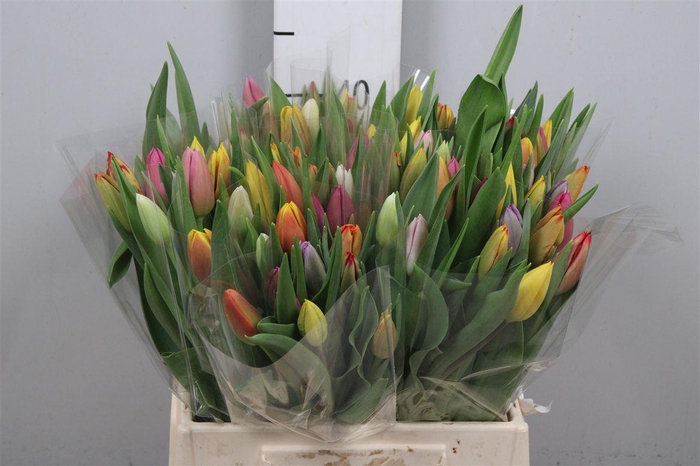 <h4>Tu En Gemengd</h4>