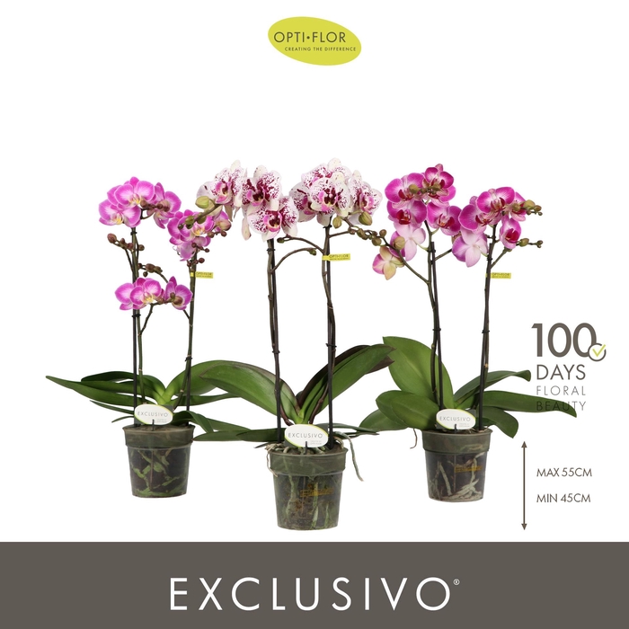 <h4>Exclusivo Mix 2 spike</h4>