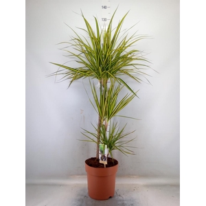 Dracaena marg. 'Sunray'