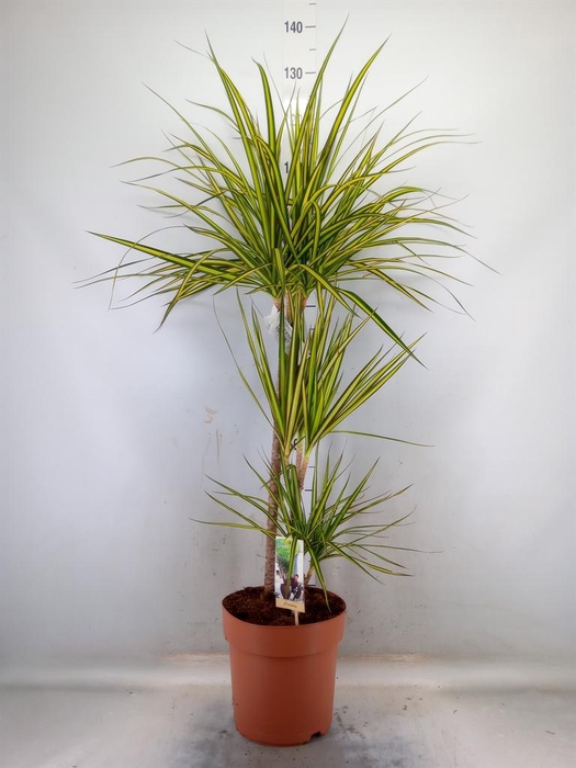 <h4>Dracaena marg. 'Sunray'</h4>
