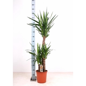 YUCCA