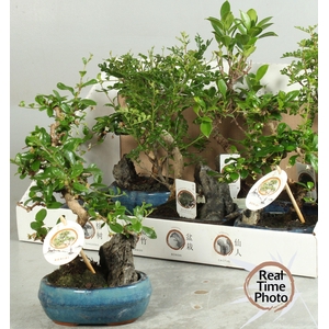 BONSAI GEM