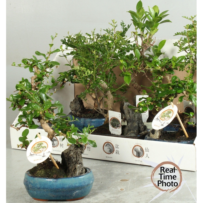 <h4>BONSAI GEM</h4>