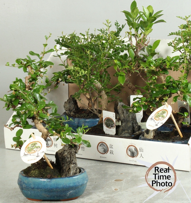 BONSAI GEM