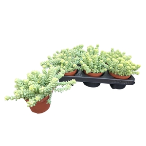 SEDUM BURRITO