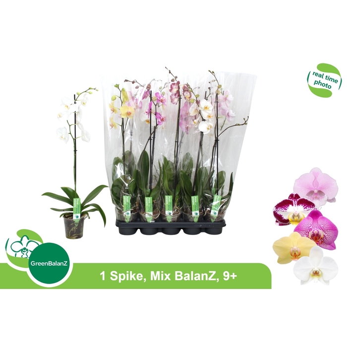 <h4>PHAL GEM</h4>