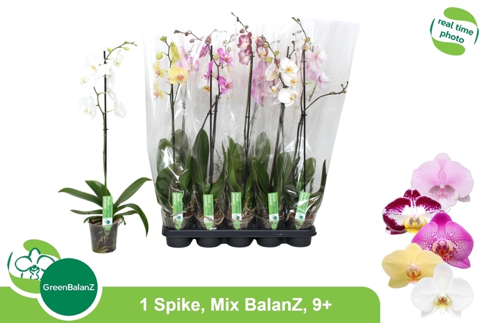 PHAL GEM