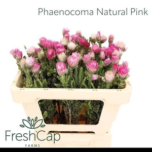 PHAENOCOMA PROLIFERA