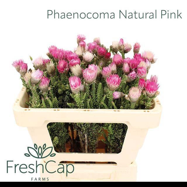 <h4>PHAENOCOMA PROLIFERA</h4>