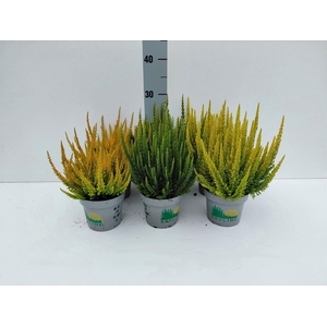 Calluna vulg. 'Skyline'   ...mix