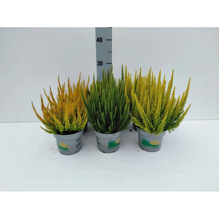 <h4>Calluna vulg. 'Skyline' ...mix</h4>