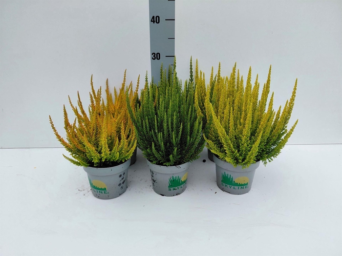 Calluna vulg. 'Skyline'   ...mix
