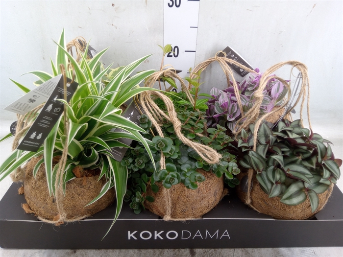 <h4>Planten Groen   ...mix  5</h4>