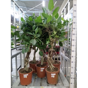 Ficus benghalensis 'Audrey'