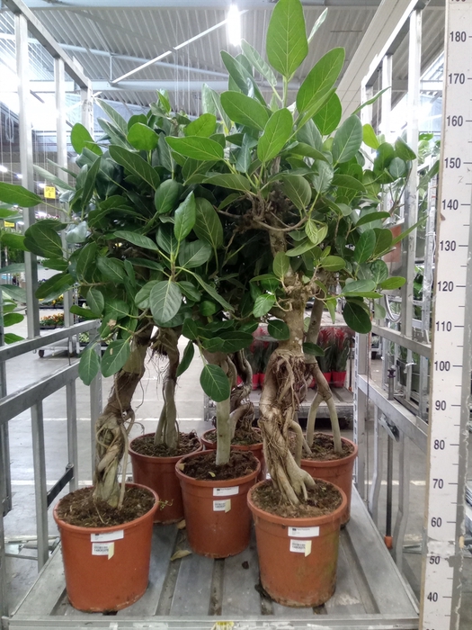 <h4>Ficus benghalensis 'Audrey'</h4>
