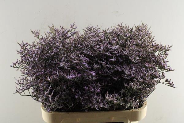 <h4>Lim Saf Lilac L 80/40</h4>